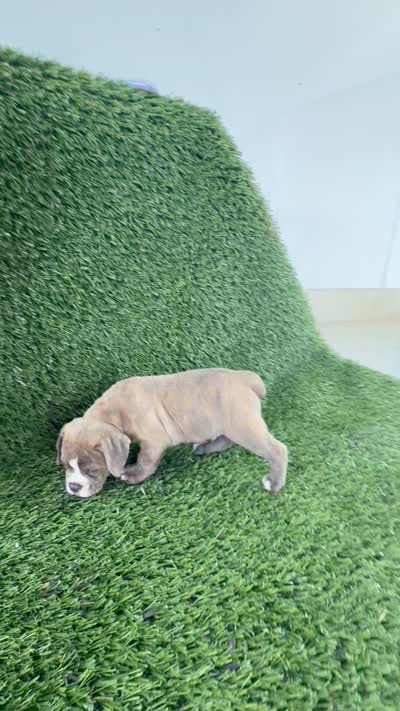 Lane, a male Olde English Bulldogge for sale in Lagrange, IN – 5 of 5