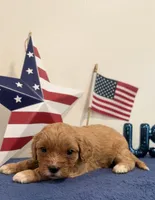 Patriot , a male Cavapoo for sale in Lagrange, IN – 3 of 5