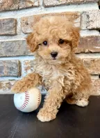 Slugger Toy F1, a male Cavapoo for sale in Lagrange, IN – 3 of 7