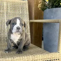 Perry, a male Olde English Bulldogge for sale in Lagrange, IN – Photo 4 of 4