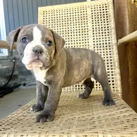 Perry, a male Olde English Bulldogge for sale in Lagrange, IN – Photo 2 of 4