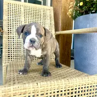 Perry, a male Olde English Bulldogge for sale in Lagrange, IN – Photo 1 of 4