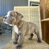 Perry, a male Olde English Bulldogge for sale in Lagrange, IN – Photo 3 of 4