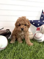 Bunt, a male Cavapoo for sale in Lagrange, IN – 5 of 7