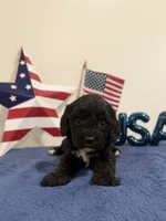 Rocket, a male Cavapoo for sale in Lagrange, IN – 4 of 5