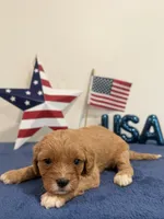 Patriot , a male Cavapoo for sale in Lagrange, IN – 4 of 5