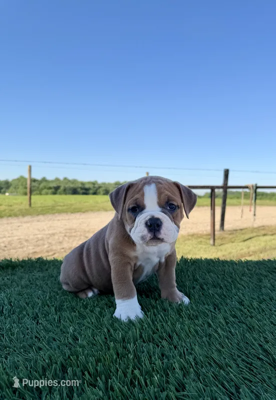 Milo – Olde English Bulldogge puppy for sale in Lagrange, IN