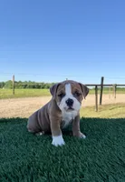 Milo, a male Olde English Bulldogge for sale in Lagrange, IN – 1 of 5