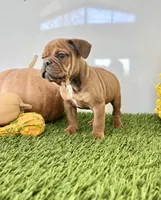 Bear, a male Olde English Bulldogge for sale in Lagrange, IN – Photo 2 of 4