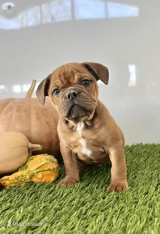 Bear, a male Olde English Bulldogge for sale in Lagrange, IN – Photo 1 of 4