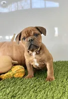 Bear, a male Olde English Bulldogge for sale in Lagrange, IN – Photo 1 of 4