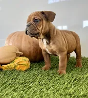 Bear, a male Olde English Bulldogge for sale in Lagrange, IN – Photo 3 of 4