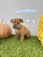 Bear, a male Olde English Bulldogge for sale in Lagrange, IN – Photo 4 of 4