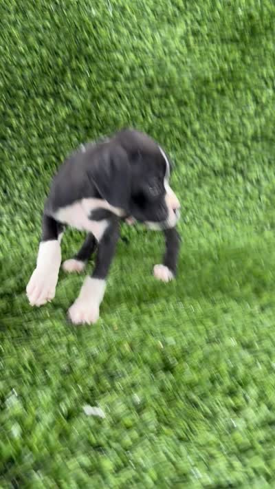 Mylan, a male Boxer for sale in Lagrange, IN – 5 of 5