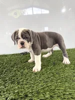 Leah, a female Olde English Bulldogge for sale in Lagrange, IN – 4 of 5
