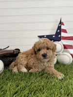 Rookie, a male Cavapoo for sale in Lagrange, IN – 3 of 6