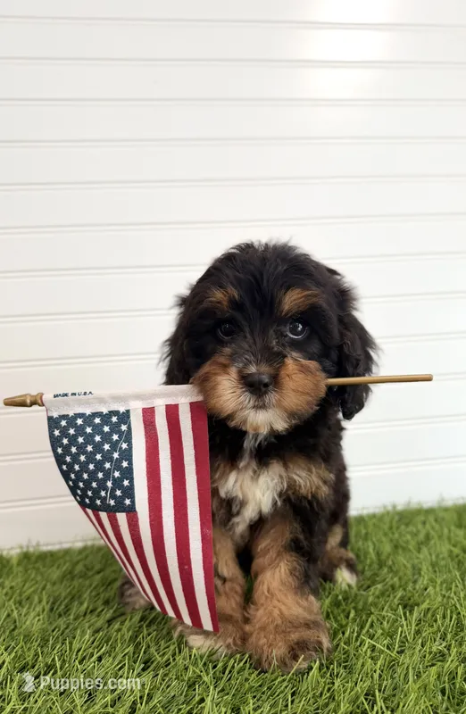 Boomer – Cavapoo puppy for sale in Lagrange, IN