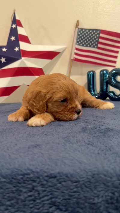 Patriot , a male Cavapoo for sale in Lagrange, IN – 5 of 5