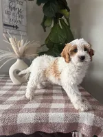 F1b Finn, a male Cavapoo for sale in Lagrange, IN – Photo 6 of 8