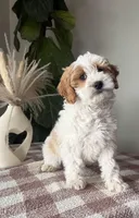 F1b Finn, a male Cavapoo for sale in Lagrange, IN – Photo 2 of 8