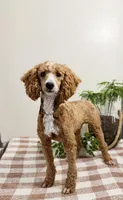 F1b Finn, a male Cavapoo for sale in Lagrange, IN – Photo 8 of 8