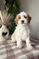 F1b Finn, a male Cavapoo for sale in Lagrange, IN – Photo 4 of 8