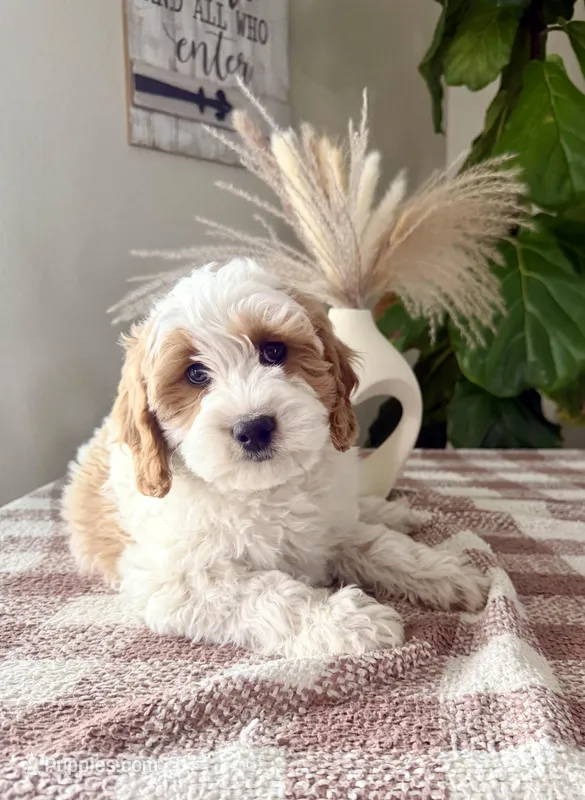 F1b Finn – Cavapoo puppy for sale in Lagrange, IN