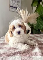 F1b Finn, a male Cavapoo for sale in Lagrange, IN – Photo 1 of 8