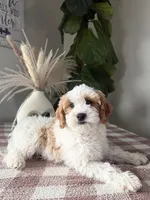 F1b Finn, a male Cavapoo for sale in Lagrange, IN – Photo 5 of 8