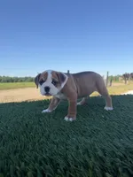 Sadie, a female Olde English Bulldogge for sale in Lagrange, IN – 3 of 5