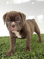 Duke, a male Olde English Bulldogge for sale in Lagrange, IN – 4 of 5
