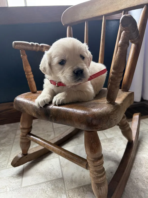 Bree – Golden Retriever, English Cream Golden Retriever puppy for sale in Lagrange, IN