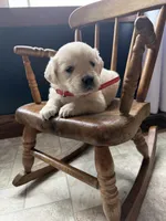 Bree, a female Golden Retriever and English Cream Golden Retriever for sale in Lagrange, IN – Photo 3 of 4