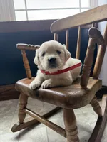 Bree, a female Golden Retriever and English Cream Golden Retriever for sale in Lagrange, IN – Photo 4 of 4