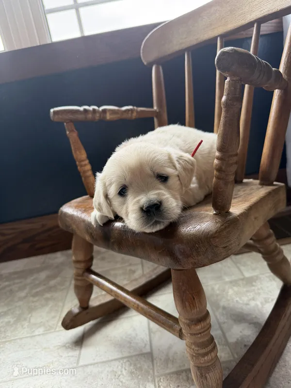 Bree – Golden Retriever, English Cream Golden Retriever puppy for sale in Lagrange, IN
