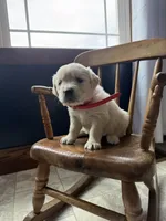 Bree, a female Golden Retriever and English Cream Golden Retriever for sale in Lagrange, IN – Photo 2 of 4