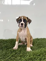 Mario, a male Boxer for sale in Lagrange, IN – 3 of 5
