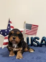 Freedom, a male Cavapoo for sale in Lagrange, IN – 3 of 6