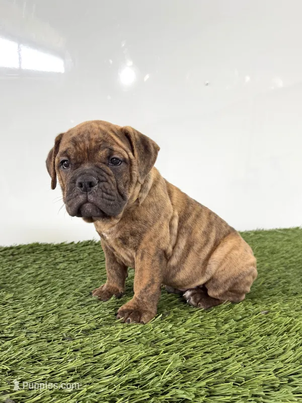 Bubba – Olde English Bulldogge puppy for sale in Lagrange, IN