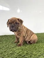 Bubba, a female Olde English Bulldogge for sale in Lagrange, IN – 1 of 6