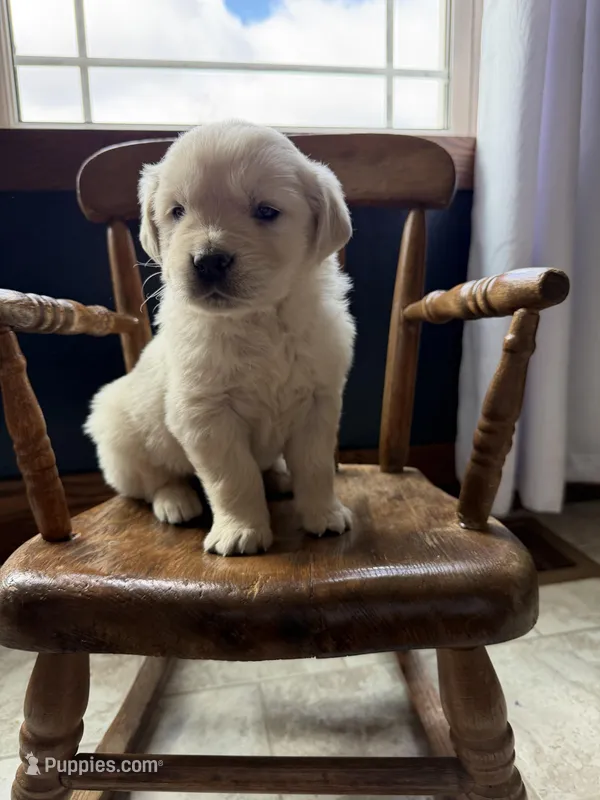 Banks – Golden Retriever, English Cream Golden Retriever puppy for sale in Lagrange, IN