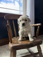 Banks, a female Golden Retriever and English Cream Golden Retriever for sale in Lagrange, IN – Photo 4 of 4