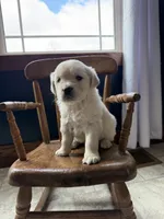 Banks, a female Golden Retriever and English Cream Golden Retriever for sale in Lagrange, IN – Photo 2 of 4