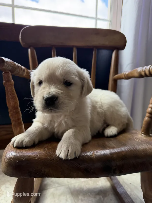 Banks – Golden Retriever, English Cream Golden Retriever puppy for sale in Lagrange, IN