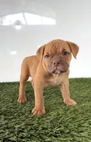 Nancy, a female Olde English Bulldogge for sale in Lagrange, IN – 3 of 5