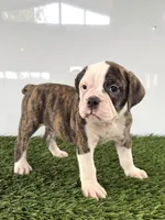 Molly, a female Olde English Bulldogge for sale in Lagrange, IN – 4 of 5
