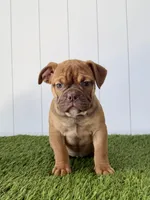 Millie, a female Olde English Bulldogge for sale in Lagrange, IN – Photo 2 of 6