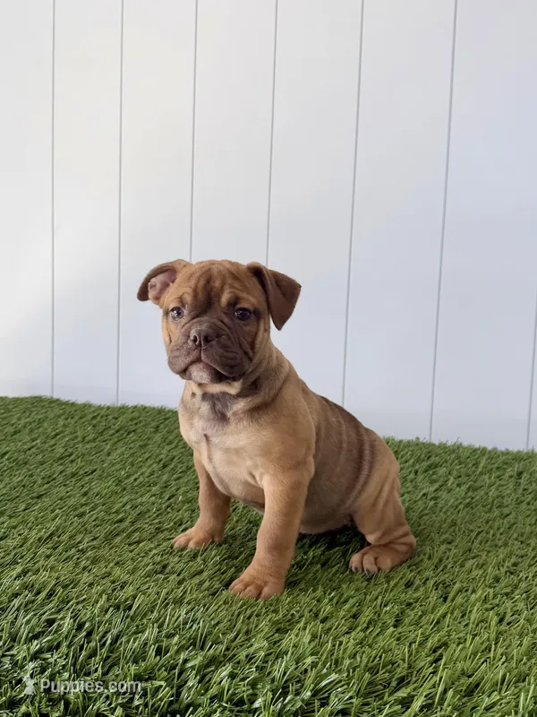 Millie – Olde English Bulldogge puppy for sale in Lagrange, IN