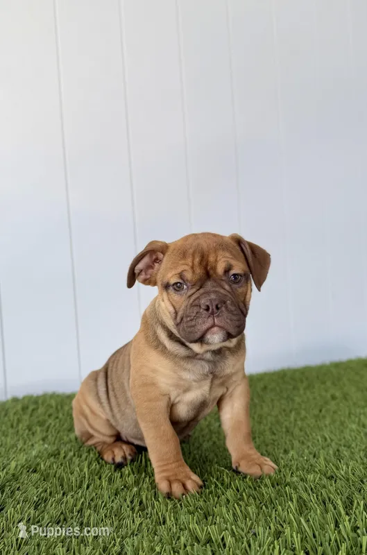 Millie – Olde English Bulldogge puppy for sale in Lagrange, IN