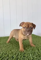 Millie, a female Olde English Bulldogge for sale in Lagrange, IN – Photo 5 of 6